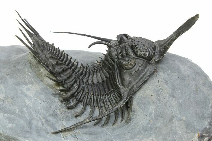 Spiny Psychopyge Trilobite - Short Snout Variant #350465